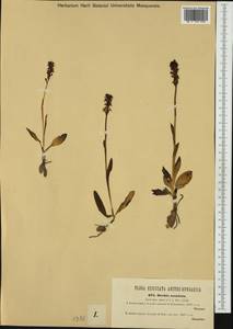 Neotinea ustulata (L.) R.M.Bateman, Pridgeon & M.W.Chase, Western Europe (EUR) (Austria)