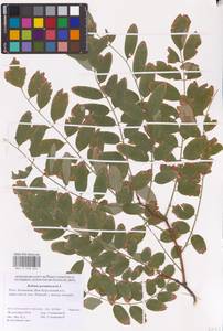 Robinia pseudoacacia L., Eastern Europe, Lower Volga region (E9) (Russia)
