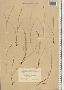 Juncus alpinoarticulatus Chaix, Eastern Europe, Estonia (E2c) (Estonia)