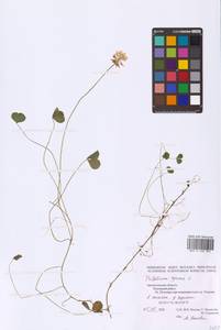 Trifolium repens L., Eastern Europe, Northern region (E1) (Russia)