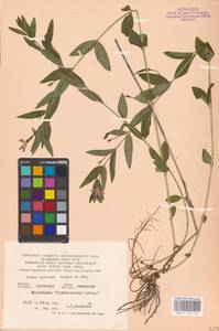 Vinca herbacea Waldst. & Kit., Eastern Europe, North Ukrainian region (E11) (Ukraine)