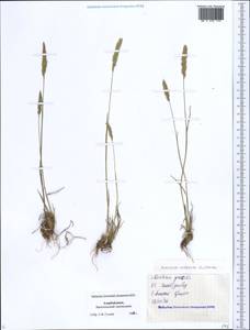 Koeleria pyramidata (Lam.) P.Beauv., Caucasus, Azerbaijan (K6) (Azerbaijan)
