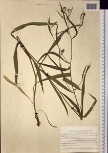 Bupleurum scorzonerifolium Willd., Siberia, Russian Far East (S6) (Russia)