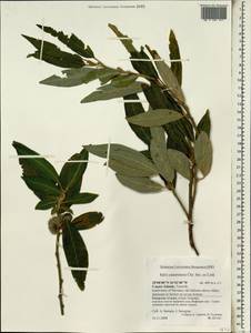 Salix canariensis C. Sm. ex Link, Africa (AFR) (Spain)