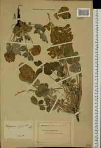 Hedysarum grandiflorum Pall., Eastern Europe, Eastern region (E10) (Russia)