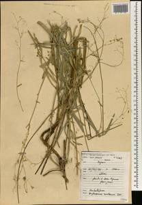 Bupleurum montanum Coss. & Durand, Africa (AFR) (Morocco)
