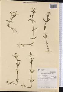 Veronica peregrina var. xalapensis (Kunth) H. St. John, America (AMER) (Canada)