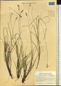 Carex omiana Franch. & Sav., Siberia, Russian Far East (S6) (Russia)