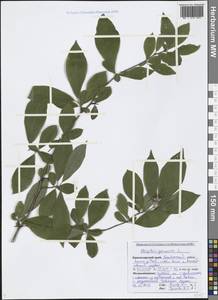 Mespilus germanica L., Caucasus, Black Sea Shore (from Novorossiysk to Adler) (K3) (Russia)