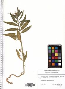 Erysimum cheiranthoides L., Eastern Europe, Middle Volga region (E8) (Russia)