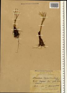 Colchicum trigynum (Steven ex Adam) Stearn, Caucasus, North Ossetia, Ingushetia & Chechnya (K1c) (Russia)