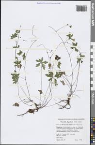 Potentilla flagellaris D. F. K. Schltdl., Siberia, Baikal & Transbaikal region (S4) (Russia)