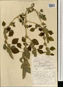 Amaranthus retroflexus L., Mongolia (MONG) (Mongolia)