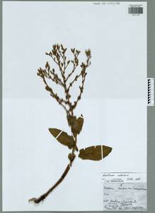 Lactuca sativa L., Eastern Europe, Central region (E4) (Russia)