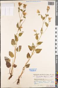 Symphytum tauricum Willd., Eastern Europe, North Ukrainian region (E11) (Ukraine)