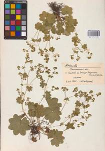 Alchemilla, Eastern Europe, Western region (E3) (Russia)