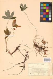 Potentilla alba L., Eastern Europe, Belarus (E3a) (Belarus)