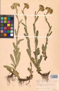 Achillea lingulata Waldst. & Kit., Eastern Europe, West Ukrainian region (E13) (Ukraine)
