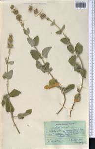 Stachys hissarica Regel, Middle Asia, Western Tian Shan & Karatau (M3) (Uzbekistan)