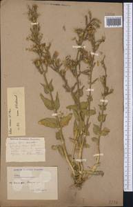 Silene viscosa (L.) Pers., Middle Asia, Caspian Ustyurt & Northern Aralia (M8) (Kazakhstan)