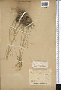 Piptatherum songaricum (Trin. & Rupr.) Roshev., Middle Asia, Pamir & Pamiro-Alai (M2) (Uzbekistan)