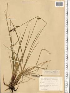 Carex adelostoma V.I.Krecz., Eastern Europe, Northern region (E1) (Russia)