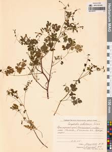 Corydalis ochotensis Turcz., Siberia, Russian Far East (S6) (Russia)