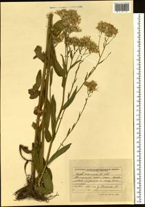 Aster tataricus L. fil., Siberia, Russian Far East (S6) (Russia)