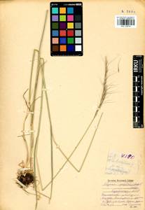 Elymus gmelinii (Trin.) Tzvelev, Siberia, Baikal & Transbaikal region (S4) (Russia)