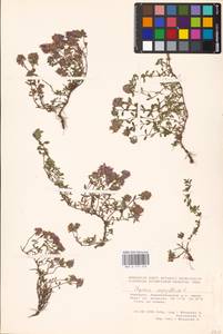 MHA 0 157 659, Thymus serpyllum L., Eastern Europe, Eastern region (E10) (Russia)