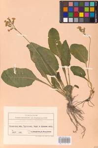 Primula elatior (L.) L., Eastern Europe, West Ukrainian region (E13) (Ukraine)
