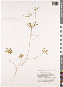 Ranunculus auricomus L., Eastern Europe, Northern region (E1) (Russia)