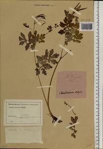 Chelidonium majus L., Siberia, Altai & Sayany Mountains (S2) (Russia)