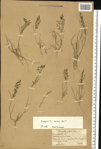 Eragrostis minor Host, Eastern Europe, Lower Volga region (E9) (Russia)