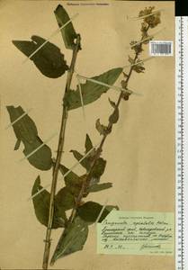 Campanula glomerata subsp. speciosa (Hornem. ex Spreng.) Domin, Siberia, Russian Far East (S6) (Russia)