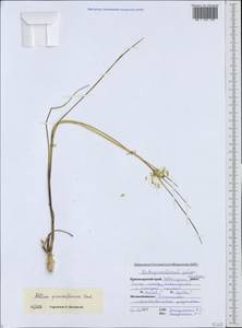 Allium pseudoflavum Vved., Caucasus, Black Sea Shore (from Novorossiysk to Adler) (K3) (Russia)