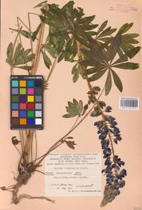 Lupinus polyphyllus Lindl., Eastern Europe, West Ukrainian region (E13) (Ukraine)