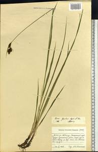 Carex gmelinii Hook. & Arn., Siberia, Russian Far East (S6) (Russia)