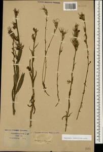 Campanula rapunculus subsp. lambertiana (A.DC.) Rech.f., Caucasus, Krasnodar Krai & Adygea (K1a) (Russia)