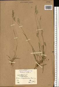 Bromus hordeaceus L., Eastern Europe, North Ukrainian region (E11) (Ukraine)