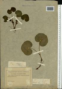 Asarum europaeum L., Eastern Europe, North-Western region (E2) (Russia)
