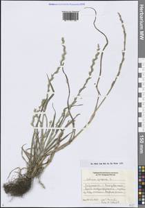 Lolium perenne L., Siberia, Russian Far East (S6) (Russia)