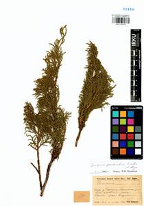 Juniperus pseudosabina Fisch. & C.A.Mey., Siberia, Baikal & Transbaikal region (S4) (Russia)