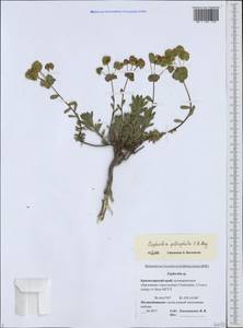 Euphorbia petrophila C.A.Mey., Caucasus, Black Sea Shore (from Novorossiysk to Adler) (K3) (Russia)