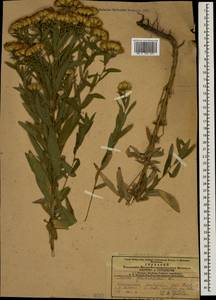Pentanema germanicum (L.) D. Gut. Larr., Santos-Vicente, Anderb., E. Rico & M. M. Mart. Ort., Caucasus, Azerbaijan (K6) (Azerbaijan)