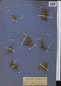 Psychrogeton cabulicus Boiss., Middle Asia, Pamir & Pamiro-Alai (M2) (Uzbekistan)