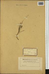 Carex rupestris All., Western Europe (EUR) (Italy)