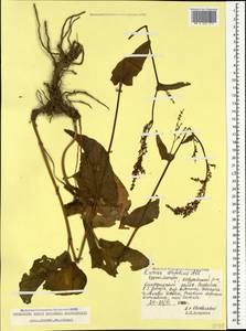 Rumex arifolius All., Caucasus, Georgia (K4) (Georgia)