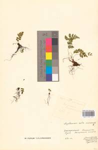 Asplenium ruta-muraria L., Eastern Europe, West Ukrainian region (E13) (Ukraine)