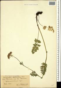 Pimpinella rhodantha Boiss., Caucasus, South Ossetia (K4b) (South Ossetia)